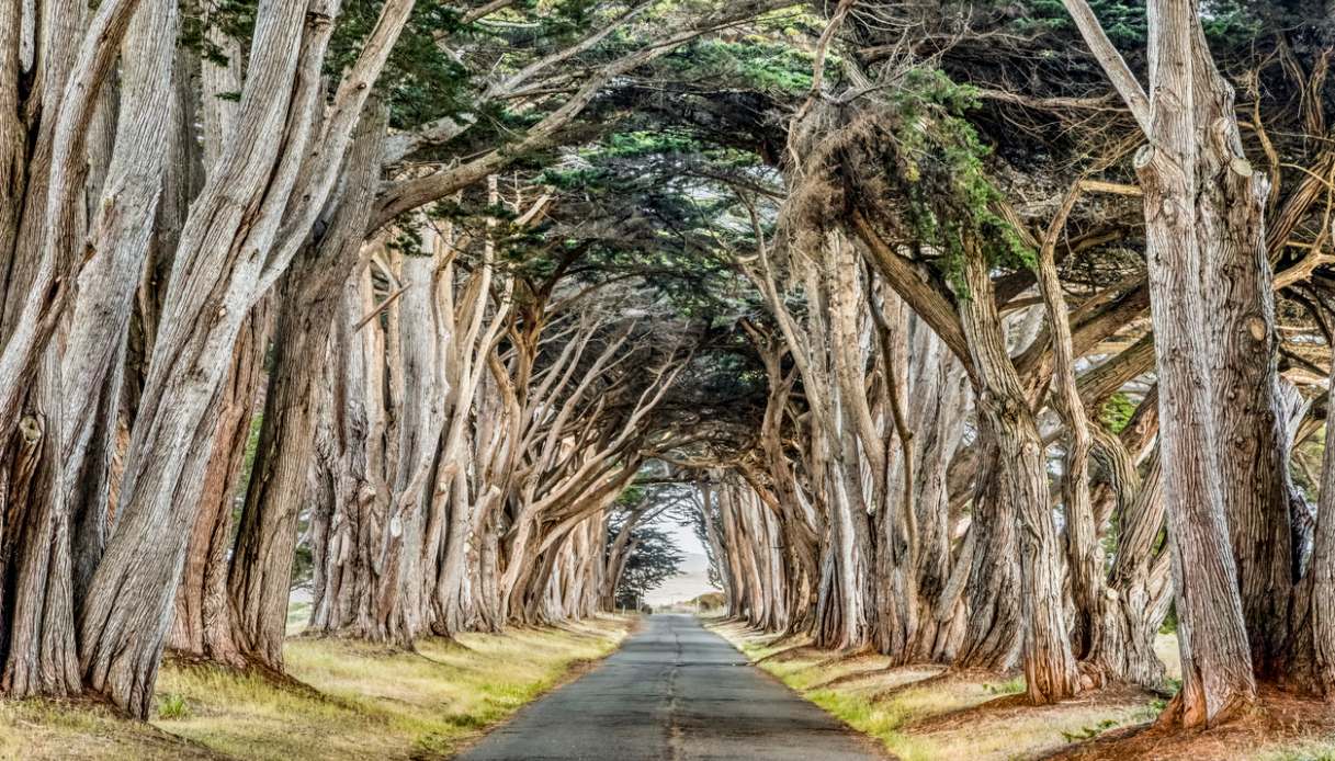 Cypress Tree Tunnel