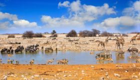 Safari in Namibia: il volto selvaggio dell’Africa
