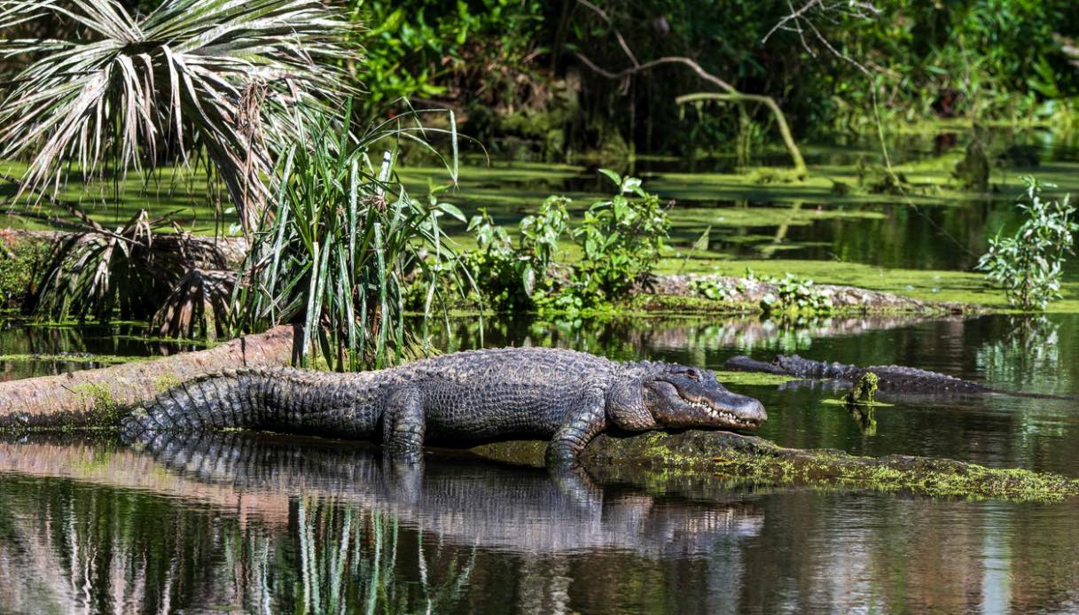 Everglades