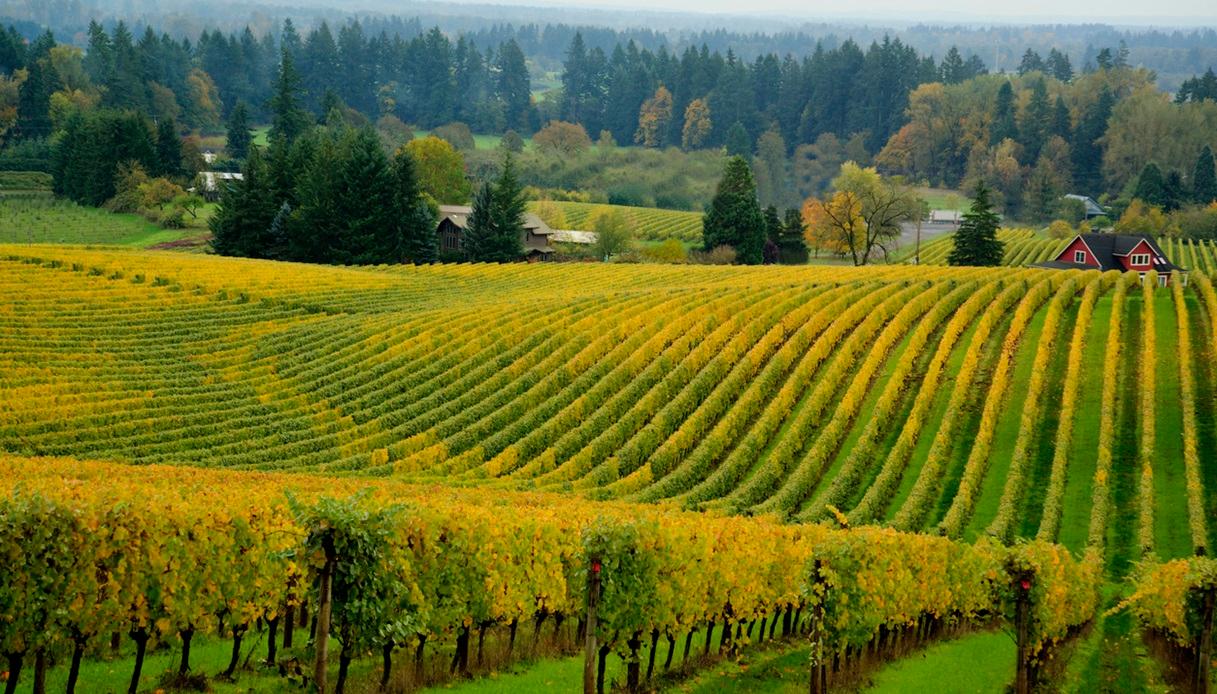 Willamette Valley, tra vigneti e cantine in Oregon
