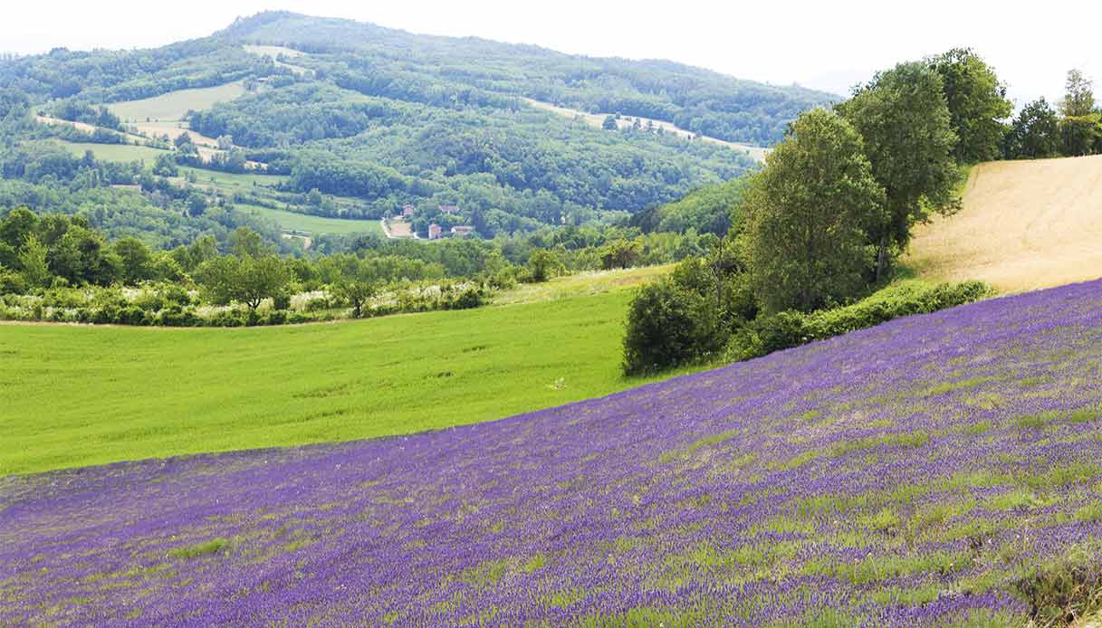 Dieci luoghi dove ammirare i campi di lavanda in fiore in Piemonte