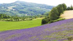 Dieci luoghi dove ammirare i campi di lavanda in fiore in Piemonte