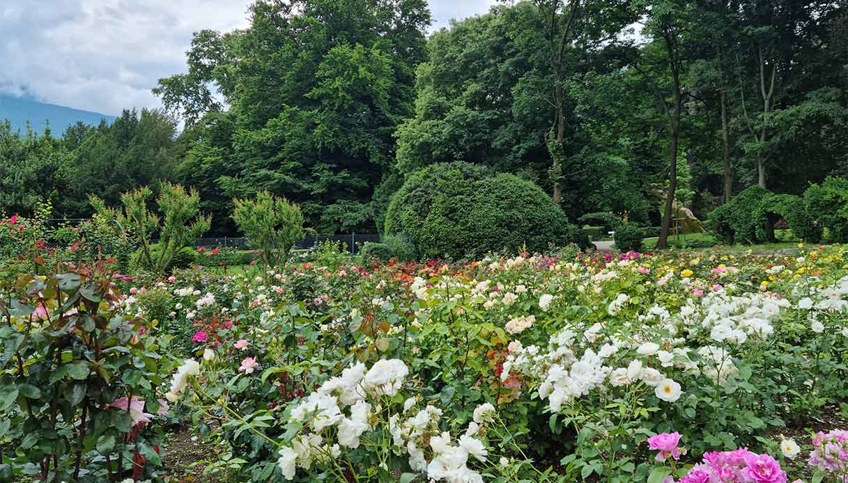 rosa-rosae