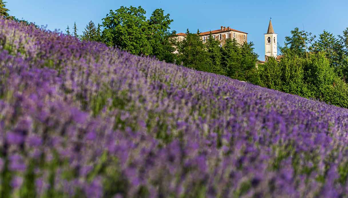 sale-san-giovanni-lavanda