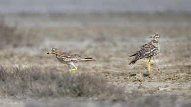 Magredi: tutta la ricchezza delle terre magre del Friuli