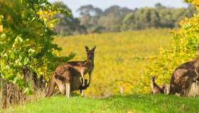 Margaret River, la capitale del vino dell’Australia