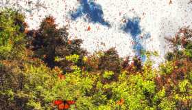 La foresta magica in Messico dove ogni anno il cielo si dipinge di nero e arancione