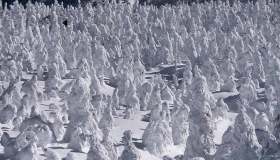 Gli Juhyou, i mostri di neve sul Monte Zao in Giappone sono in pericolo