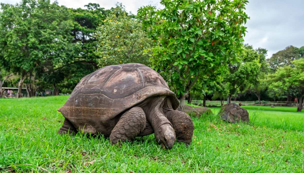 Ammirare le tartarughe di Aldabra durante un viaggio sull'atollo