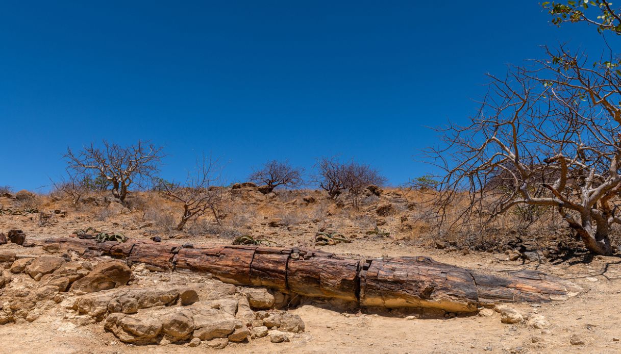 Particolare della Foresta pietrificata, Damaraland