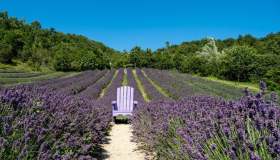Il paese degli spaventapasseri in Italia ha subito un altro incantesimo: si è tinto di viola