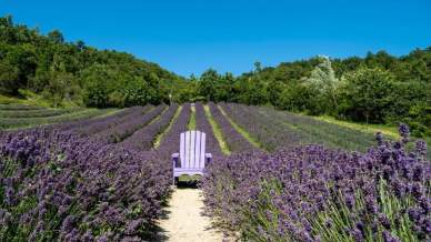 Il paese degli spaventapasseri in Italia ha subito un altro incantesimo: si è tinto di viola
