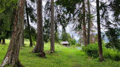 Uno chalet di legno in mezzo ai boschi cela un microscopico museo