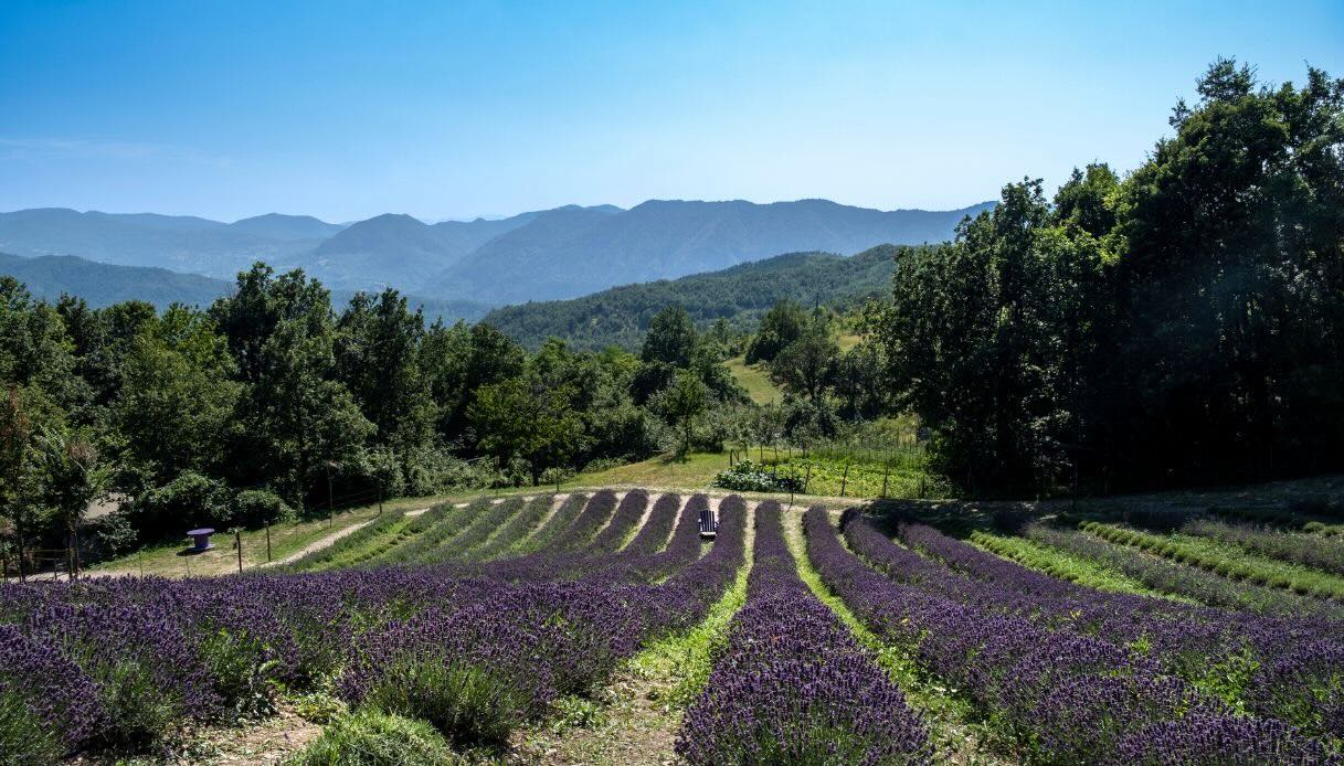 lavanda in piemonte, val borbera