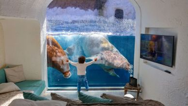 Dormire in una camera con vista su trichechi, pinguini e orsi polari: succede in Europa