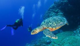 Tre mesi alle Seychelles per salvare le tartarughe: il lavoro più bello