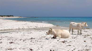 Bèrchida, la spiaggia con le mucche della Sardegna