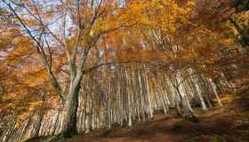 Casentino, in Toscana sentieri che raccontano storie antiche tra querce secolari e scorci nascosti