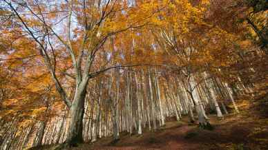 Casentino, in Toscana sentieri che raccontano storie antiche tra querce secolari e scorci nascosti