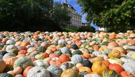 Festival ed eventi autunnali in Europa: viaggio tra momenti che esaltano i sapori della stagione