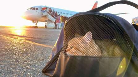 Volare insieme agli amici a quattro zampe: le compagnie aeree più pet-friendly d’Europa