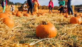 Weekend d’autunno nei campi di zucche più belli della Lombardia