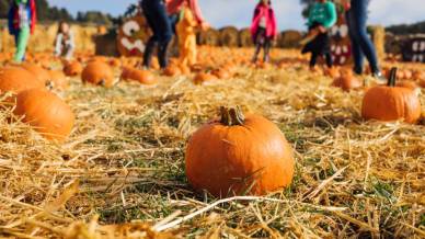 Weekend d’autunno nei campi di zucche più belli della Lombardia