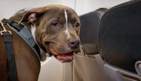 Cani di grossa taglia in aereo, arriva la conferma di ITA Airways: da quando voleranno