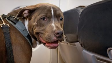 Cani di grossa taglia in aereo, arriva la conferma di ITA Airways: da quando voleranno