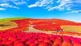 Non solo ciliegi: Hitachi Seaside Park, un tappeto rosa che incanta in Giappone