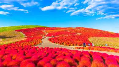 Non solo ciliegi: Hitachi Seaside Park, un tappeto rosa che incanta in Giappone