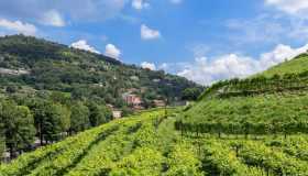 Wine tour in città: i migliori itinerari tra vigne urbane e profumi di mosto