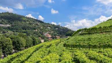 Wine tour in città: i migliori itinerari tra vigne urbane e profumi di mosto