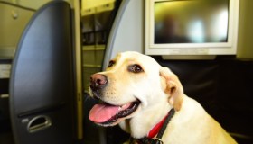 Parte ufficialmente il primo volo con cani di grossa taglia, le nuove regole