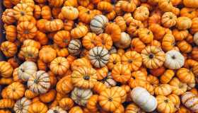 Sagre della zucca in Italia: gli appuntamenti dell’autunno 2025