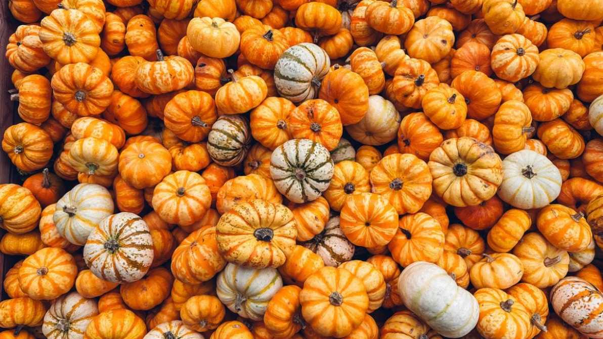 Sagre della zucca in Italia: gli appuntamenti dell’autunno 2025
