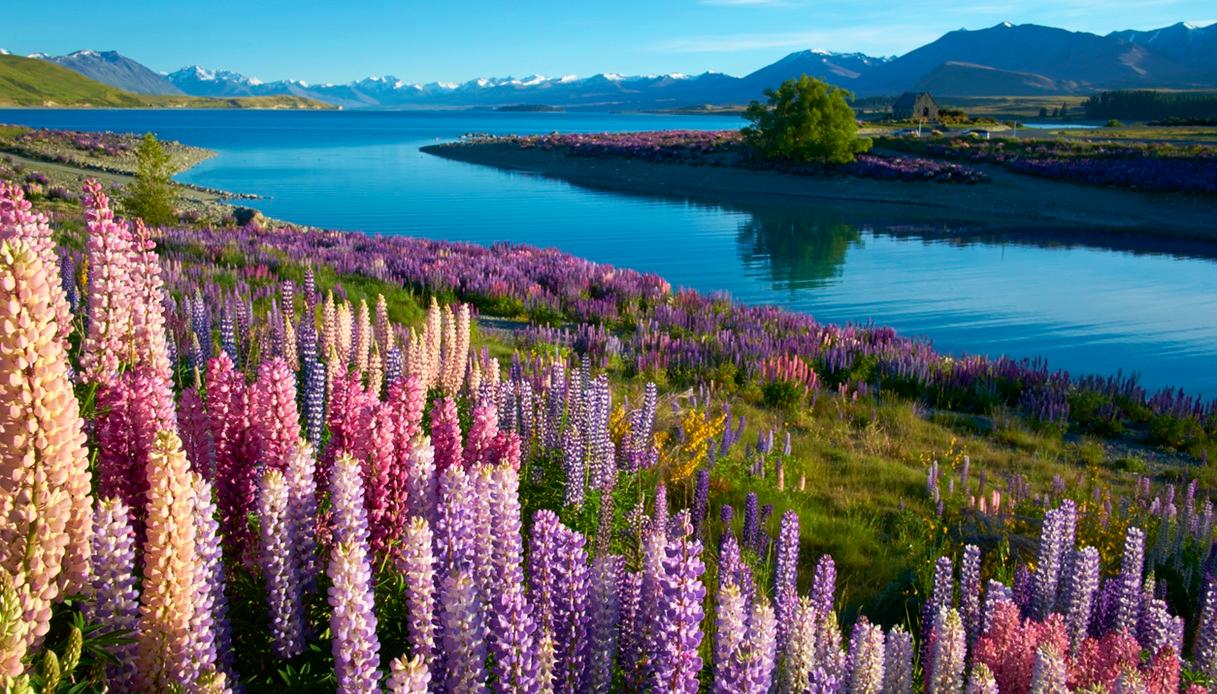 La fioritura mozzafiato dei lupini al Lago Tekapo