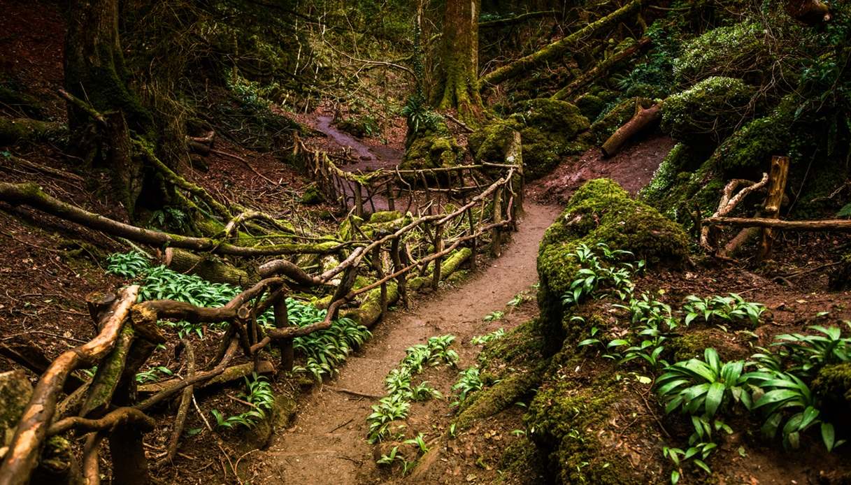 Foresta di Puzzlewood