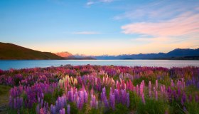 Il Lago Tekapo è il paradiso dei lupini: la fioritura fiabesca della Nuova Zelanda