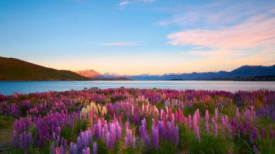 Il Lago Tekapo è il paradiso dei lupini: la fioritura fiabesca della Nuova Zelanda