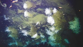 Nel Golfo di Napoli emerge una nuova scogliera corallina: scoperta straordinaria