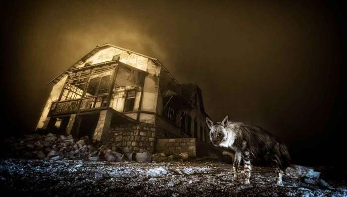 Wildlife Photographer of the Year 2025