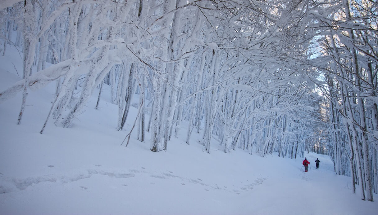 Foreste Casentinesi inverno