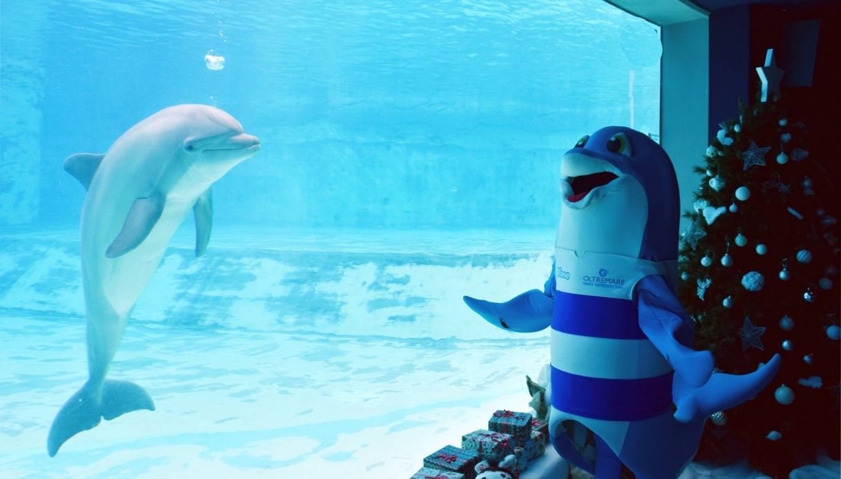 I delfini del Parco Oltremare