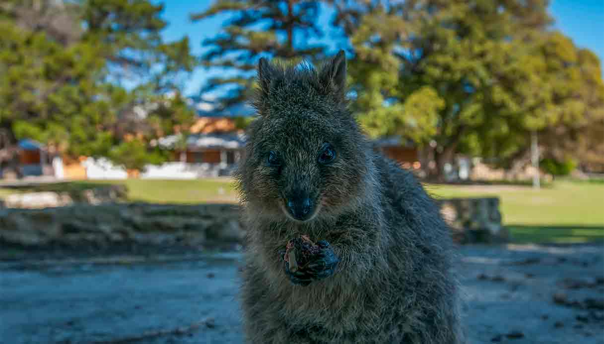 quokka-rottnest-island