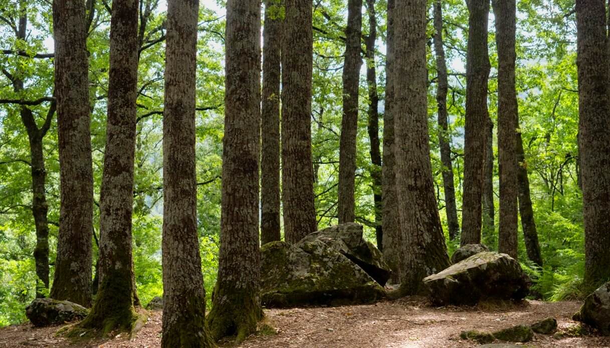 Bosco Magnano Parco Nazionale del Pollino