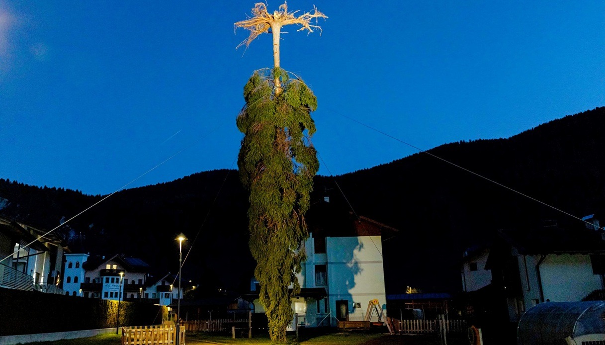 Albero rovesciato a Mezzano di Primiero