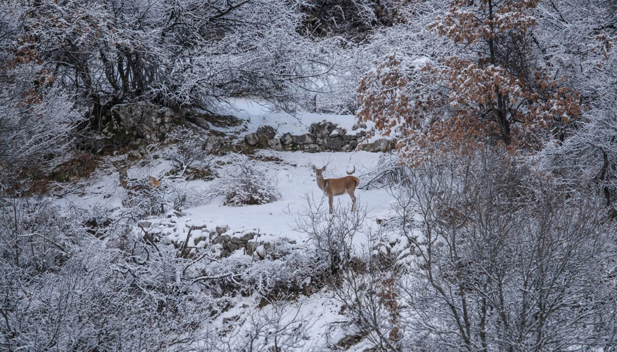 Parchi inverno Parco Nazionale d'Abruzzo