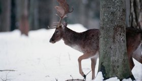 Parco Nazionale del Gargano in inverno: in cammino tra foreste e doline