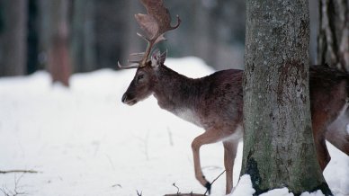 Parco Nazionale del Gargano in inverno: in cammino tra foreste e doline
